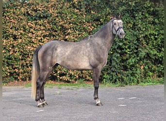 Zangersheide, Caballo castrado, 5 años, 164 cm, White/Blanco