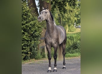 Zangersheide, Caballo castrado, 5 años, 164 cm, White/Blanco