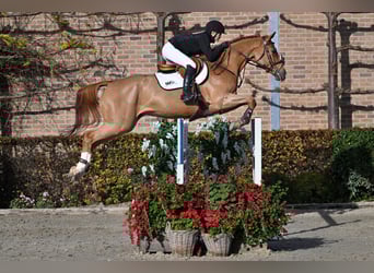 Zangersheide, Caballo castrado, 5 años, 165 cm, Alazán