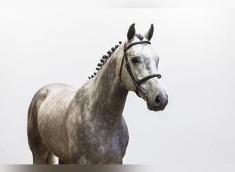 Zangersheide, Caballo castrado, 5 años, 165 cm