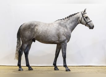 Zangersheide, Caballo castrado, 5 años, 165 cm