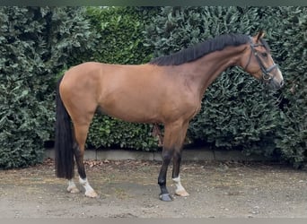 Zangersheide, Caballo castrado, 5 años, 165 cm, Castaño