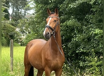 Zangersheide, Caballo castrado, 5 años, 165 cm, Castaño