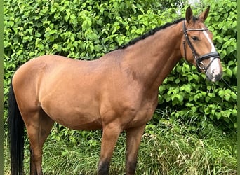 Zangersheide, Caballo castrado, 5 años, 165 cm, Castaño