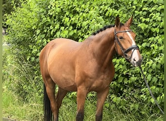 Zangersheide, Caballo castrado, 5 años, 165 cm, Castaño