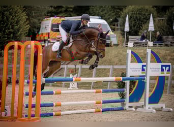 Zangersheide, Caballo castrado, 5 años, 165 cm, Castaño