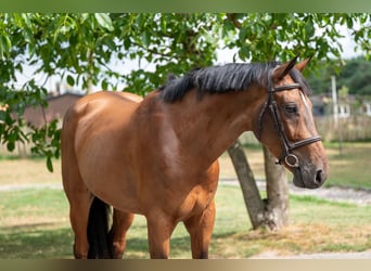 Zangersheide, Caballo castrado, 5 años, 165 cm, Castaño