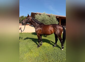 Zangersheide Mestizo, Caballo castrado, 5 años, 165 cm, Castaño