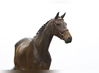 Zangersheide, Caballo castrado, 5 años, 165 cm, Castaño oscuro