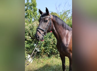 Zangersheide, Caballo castrado, 5 años, 165 cm, Negro