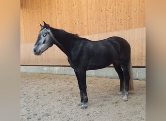 Zangersheide, Caballo castrado, 5 años, 165 cm, Tordillo negro