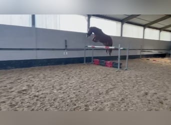 Zangersheide, Caballo castrado, 5 años, 166 cm, Alazán