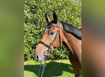 Zangersheide, Caballo castrado, 5 años, 166 cm, Castaño