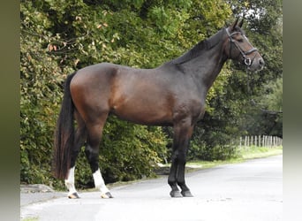 Zangersheide, Caballo castrado, 5 años, 166 cm, Castaño oscuro