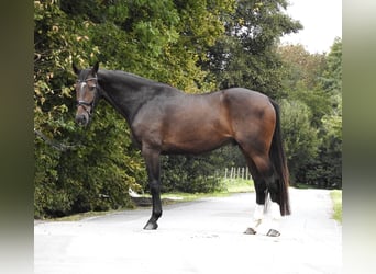 Zangersheide, Caballo castrado, 5 años, 166 cm, Castaño oscuro