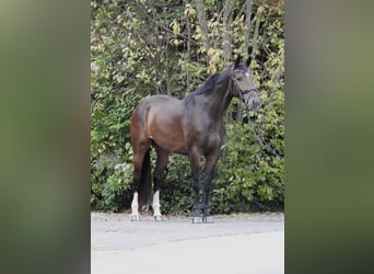 Zangersheide, Caballo castrado, 5 años, 166 cm, Castaño oscuro