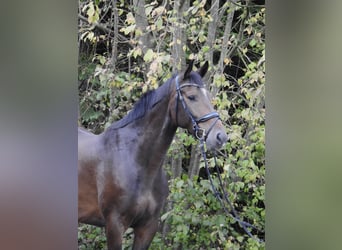 Zangersheide, Caballo castrado, 5 años, 166 cm, Castaño oscuro