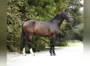 Zangersheide, Caballo castrado, 5 años, 166 cm, Castaño oscuro