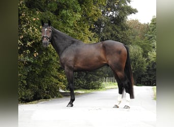 Zangersheide, Caballo castrado, 5 años, 166 cm, Castaño oscuro