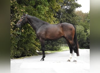 Zangersheide, Caballo castrado, 5 años, 166 cm, Castaño oscuro