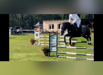 Zangersheide, Caballo castrado, 5 años, 166 cm, Tordo