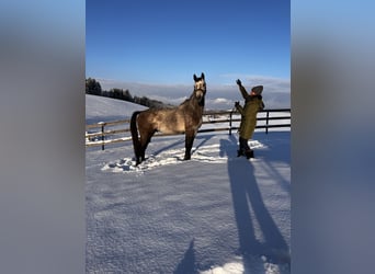 Zangersheide, Caballo castrado, 5 años, 166 cm, Tordo rodado