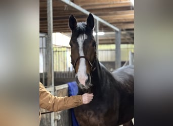 Zangersheide, Caballo castrado, 5 años, 167 cm, Castaño