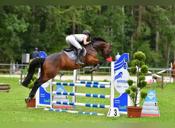 Zangersheide, Caballo castrado, 5 años, 167 cm, Castaño oscuro