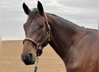 Zangersheide, Caballo castrado, 5 años, 167 cm, Castaño oscuro