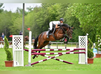 Zangersheide, Caballo castrado, 5 años, 167 cm, Castaño oscuro