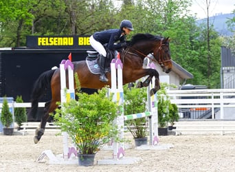 Zangersheide, Caballo castrado, 5 años, 167 cm, Castaño oscuro