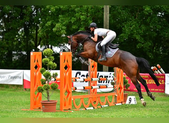 Zangersheide, Caballo castrado, 5 años, 167 cm, Castaño oscuro