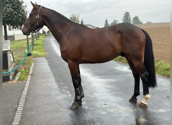 Zangersheide, Caballo castrado, 5 años, 167 cm, Castaño oscuro