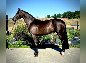 Zangersheide, Caballo castrado, 5 años, 167 cm, Morcillo