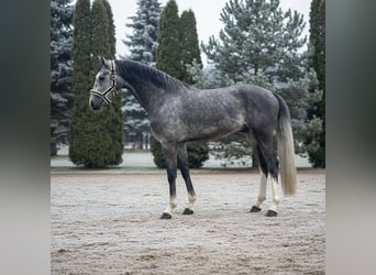 Zangersheide, Caballo castrado, 5 años, 167 cm, Tordo