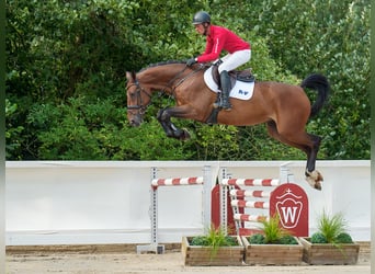 Zangersheide, Caballo castrado, 5 años, 168 cm, Castaño