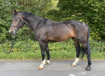 Zangersheide, Caballo castrado, 5 años, 168 cm, Castaño oscuro