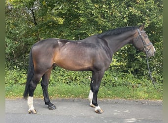 Zangersheide, Caballo castrado, 5 años, 168 cm, Castaño oscuro