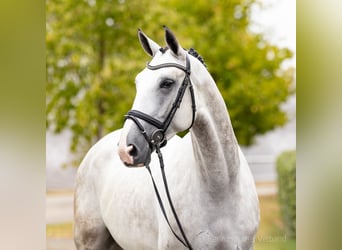 Zangersheide, Caballo castrado, 5 años, 168 cm, Castaño oscuro