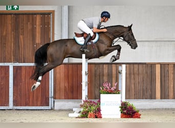 Zangersheide, Caballo castrado, 5 años, 168 cm, Castaño rojizo
