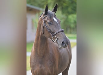 Zangersheide, Caballo castrado, 5 años, 168 cm, Castaño rojizo