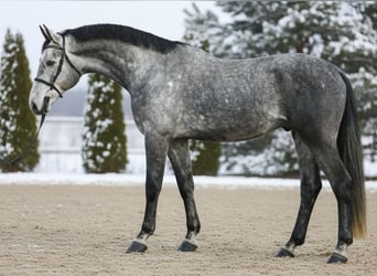 Zangersheide, Caballo castrado, 5 años, 168 cm, Tordo