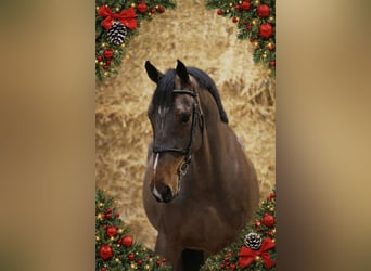 Zangersheide, Caballo castrado, 5 años, 169 cm, Castaño