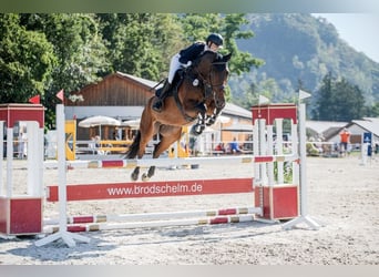 Zangersheide, Caballo castrado, 5 años, 169 cm, Castaño