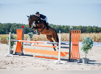 Zangersheide, Caballo castrado, 5 años, 169 cm, Castaño