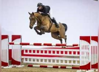 Zangersheide, Caballo castrado, 5 años, 169 cm, Castaño