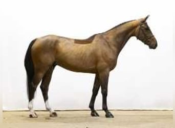 Zangersheide, Caballo castrado, 5 años, 169 cm, Castaño