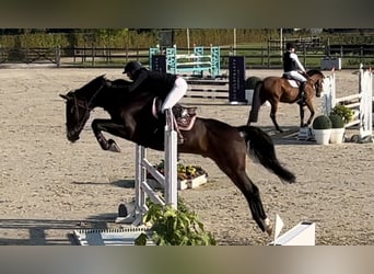 Zangersheide, Caballo castrado, 5 años, 169 cm, Castaño oscuro