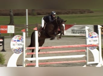 Zangersheide, Caballo castrado, 5 años, 169 cm, Castaño oscuro