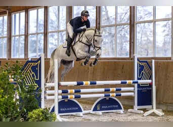 Zangersheide, Caballo castrado, 5 años, 169 cm, Tordo